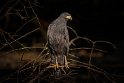 013 Noord Pantanal, zwarte arendbuizerd